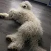 Mallory Dillard - @bigfloofenergy - TikTok