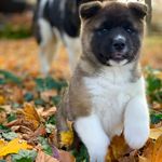 Mallory Patterson - @mals_akitas - Instagram