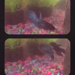 Mallory + Reese O-FISH-al - @malloryreeseofishalfanpage - Instagram