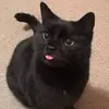 Mallory Thompson - @mallory.thompson63 - TikTok