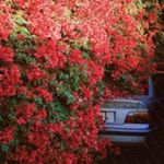 Mallory Werner - @lanellewidmann633 - Instagram