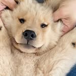Mallory taylor - @mallory_wuvmypuppy - Instagram