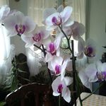 mamie.bergamote - @mamie.bergamote02 - Instagram
