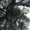MamieCherry - @mamiecherry8 - TikTok