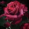 Mamie rose - @ro.se45 - TikTok