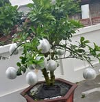 Hùng Mán - Facebook