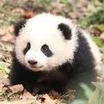Man Xie - @xieman1991 - Instagram