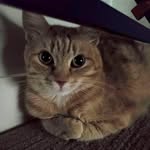 Rosie - @manxie_rose - Instagram