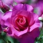 Manal Deeb - @manaldeeb2010 - Instagram