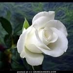 Manaldeeb - @manaldeeb8388 - Instagram