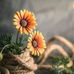 Manal Hammad - Facebook
