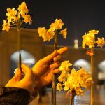 Manal Hammad - @manalhammad - Instagram