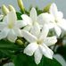 Manal Hammad - Facebook