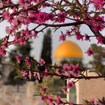Manal Odeh - Facebook