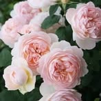 Manal Salem - Facebook