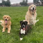 𝓜𝓪𝓷𝓭𝓪 𝓑𝓻𝓸𝔀𝓷 - @twogoldensandaboxer - Instagram