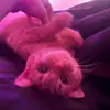 mandalee - @mandalee1000thacc - TikTok