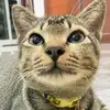 Myounggg | Kucing Kebun Sawit - @mandayounggg - TikTok