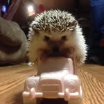 Mandee Anderson - @hedgehogmomma6 - Instagram