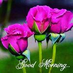 mandeep nanda - @nandamandeep - Instagram