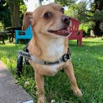 Howie Mandel Davis - @thisis_howie_doit_ - Instagram