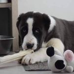 Mandy Albert - @buri_al_basar_lexter - Instagram