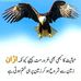 Mandi Aly - Facebook