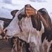Cow mandi best  lovers - Facebook
