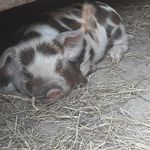 Amanda Browning, owner - @mossygladefarm - Instagram