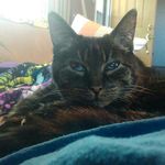 Mandi Browning-Shoopman - @catz2909 - Instagram