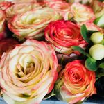 Mandi Craig - @bellissimoblooms - Instagram