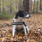 Mandy Gardner - @mandygardnerequestrian51 - Instagram