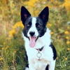 Mandy Hudson - @luna001bordercollie - TikTok