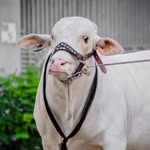 🐮 MANDI KAY JUNOONI 🐮 - @mandi_kay_junooni - Instagram