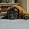 Manni_Leonberger - @manni_leonberger - TikTok