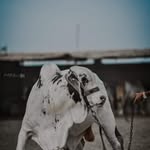 Muhammad Abdullah - @mandilover.pk - Instagram