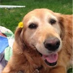 Mandi Mae + Mya Grace - @myamazingdog - Instagram