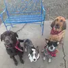 Mandi Rose - @petittdogsandcompany - TikTok