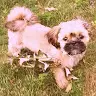 Mandi Russell - @thepuppigrl - TikTok