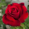 la reina - @mandi.sanchez__ - TikTok