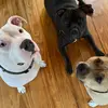 Mandy Still - @furbabylife - TikTok