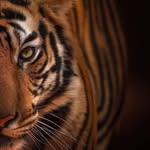 Mandy Barrera Campos - @tigermoon23 - Instagram