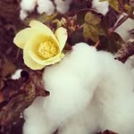 Amanda Bearden - @cottonflowerphotography - Instagram