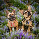 Mandy Berger - @nika2021_apollo2022_bullylove - Instagram