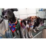 4 Patas - @mandyboltsoninhachico - Instagram