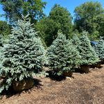 Pete and Mandy Booth - @montgomery_evergreens_llc_ - Instagram
