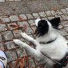 Bordercollie_Mandy - @bordercollie_mandy - TikTok