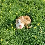 mandy - @mandy_bordercollie - Instagram