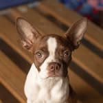 Mandy 🐾 - @mandy.bostonterrier - Instagram