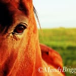 Mandy Briggs Photography - @mandybriggsphotography - Instagram
